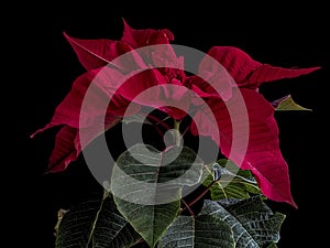 Christmas Poinsettia isolated on the black background