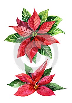 Christmas poinsettia isolated on white background, watercolor flower