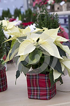 Christmas Poinsettia in Plaid Container