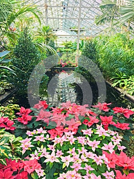 Christmas Poinsettias in Garfield Park Conservatory