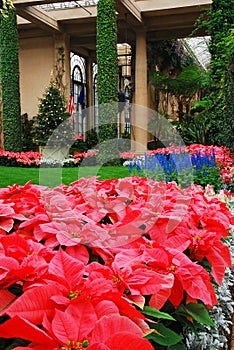 Christmas Poinsettias on display