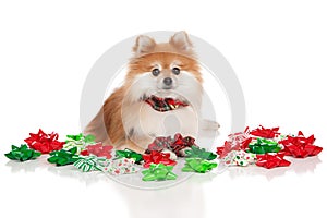 Christmas Pomeranian