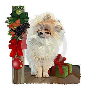 At Christmas, a Pomeranian dog looks curiously at a kitten that has clung to Christmas decorations