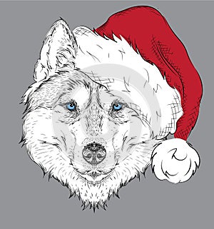 The christmas poster with the image husky portrait in Santa's hat. Hand draw vector illustration.