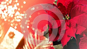 Christmas present in a golden box with poinsettia flower on red background.