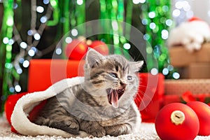 Christmas presents concept. Christmas cat with funny face in Santa Claus hat holding gift box under christmas tree. Adorable