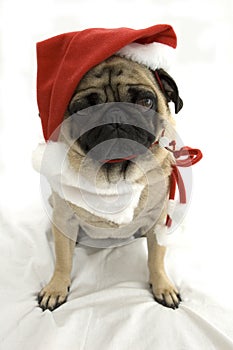 Christmas Pug
