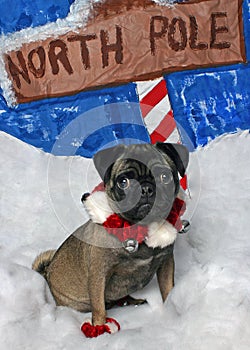 Christmas Pug