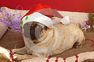 Christmas pug dog with garland and hat santa claus in bed on christmas holidays