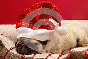 Christmas pug dog with garland and hat santa claus in bed on christmas holidays