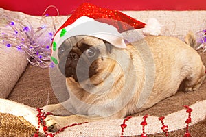 Christmas pug dog with garland and hat santa claus in bed on christmas holidays