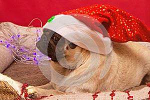 Christmas pug dog with garland and hat santa claus in bed on christmas holidays