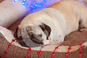 Christmas pug dog with garland and hat santa claus in bed on christmas holidays