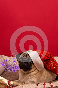 Christmas pug dog with garland and hat santa claus in bed on christmas holidays, copy space