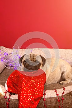 Christmas pug dog with garland and hat santa claus in bed on christmas holidays, copy space