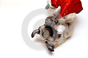 Christmas pug dog with hat santa claus on white background with copy space