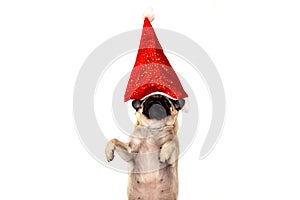 Christmas pug dog with hat santa claus on white background with copy space