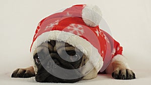 Christmas pug dressed as santa photo