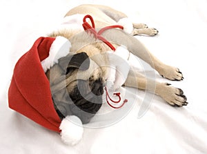 Christmas Pug Sleeping