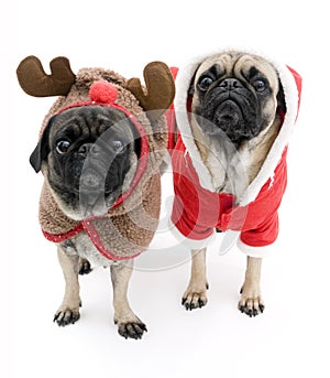 Christmas Pugs