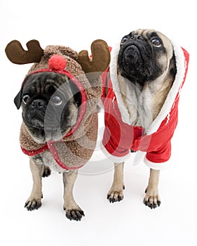 Christmas Pugs