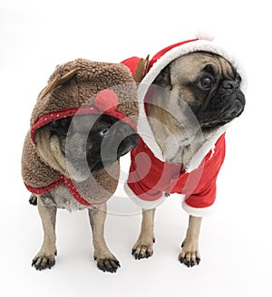 Christmas Pugs