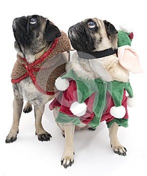 Christmas Pugs Looking Up