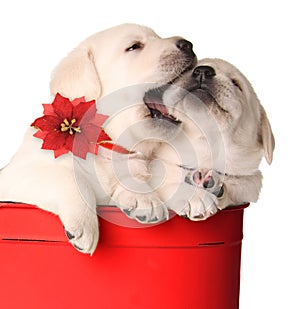 Christmas puppies