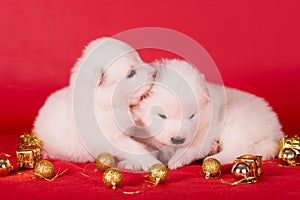 Christmas puppies. Two Samoyed puppies dogs on Christmas red background. Merry Christmas