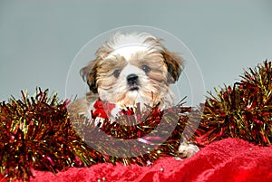 Christmas Puppy