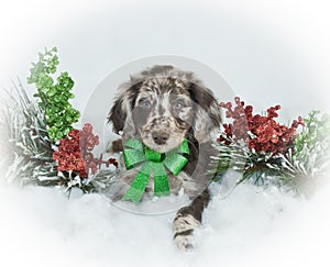 Christmas Puppy