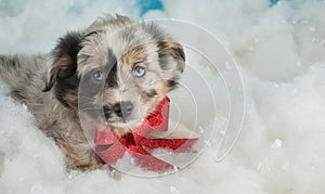 Christmas Puppy