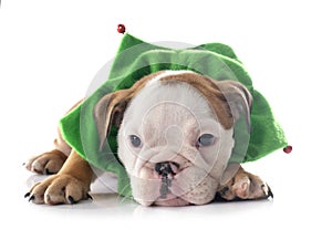 Christmas puppy english bulldog