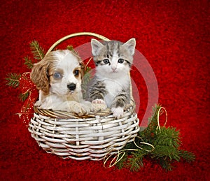 Christmas Puppy and Kitten.