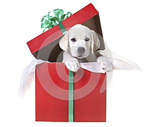 Christmas puppy in a Red Gift Box