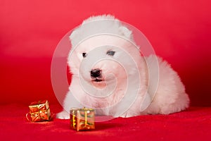 Christmas puppy. Samoyed puppy dog on Christmas red background. Merry Christmas