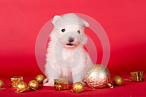 Christmas puppy. Samoyed puppy dog on Christmas red background. Merry Christmas
