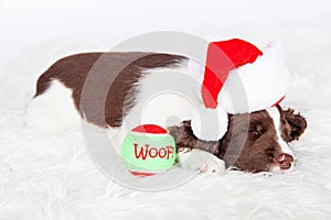 Christmas Puppy Sleeping With Ball