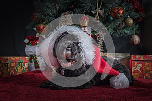 A Christmas puppy under the Christmas tree.