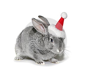 Christmas rabbit in the hat of Santa Claus