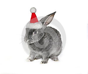 Christmas rabbit in the hat of Santa Claus