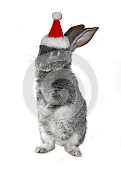 Christmas rabbit in the hat of Santa Claus