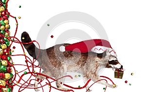 Christmas raccoon