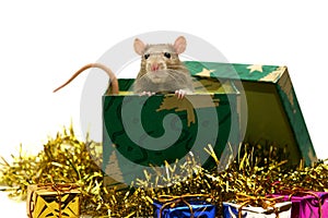 Christmas rat