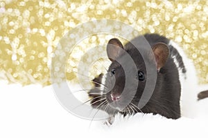 Christmas rat looking at the camera on the background of bokeh lights. New year card mouse. Copyspace