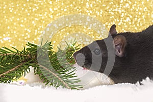 Christmas rat looking at the camera on the background of bokeh lights. New year card mouse. Copyspace