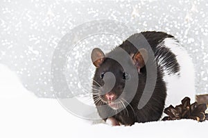 Christmas rat looking at the camera on the background of bokeh lights. New year card mouse. Copyspace