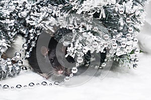 Christmas rat looking at the camera on the background of snowy fir branches. New year card mouse. The symbol of the Chinese lunar