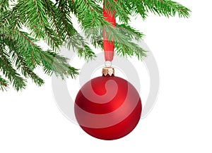 Christmas red ball hanging on a fir tree branch Isolated