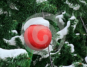 Christmas red ball hanging on a snow-covered branch of a Christmas tree on a festive background of white snow and snowy bokeh with